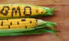 Decoding GMOs: Navigating the Health Landscape of Genetically Modified Organisms